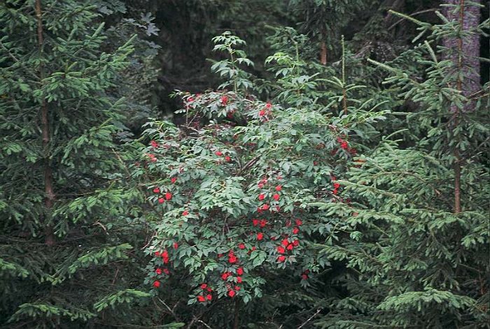 Sambucus racemosa (2)